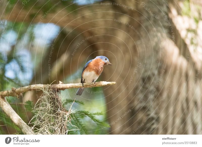 Male eastern bluebird Sialia sialis perches on a branch high in a tree Blue bird alert Florida wild bird male nature Florida bird spring large eyes cute beak