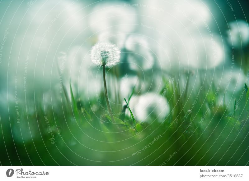 Close up of garden with one focused and blurry dandelions lightened by sun blossom flora flower nature plant season childhood summer beautiful meadow spring