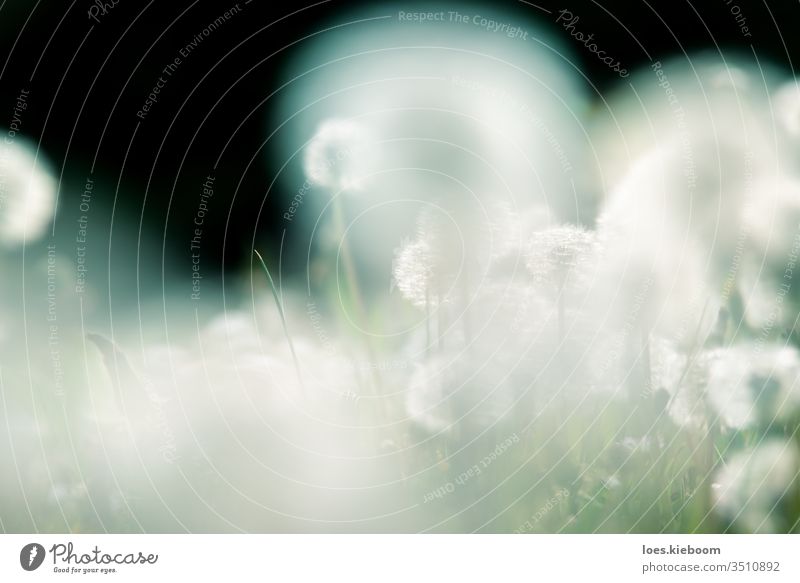 Close up of garden with blurry dandelions lightened by sun blossom flora flower nature plant season childhood summer beautiful meadow spring grass green free