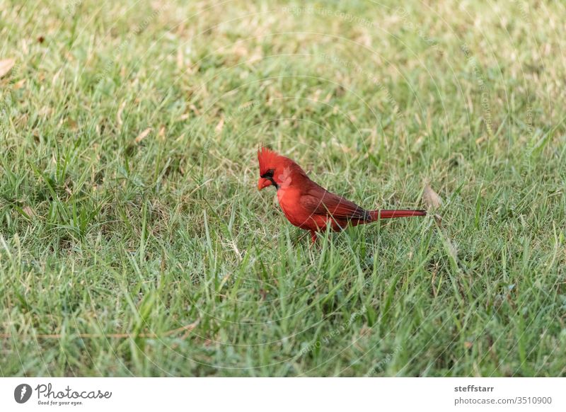 Fluffy Male red Northern cardinal bird Cardinalis cardinalis Bird male red bird red cardinal common cardinal fluffy wildbird wild bird wildlife nature avian