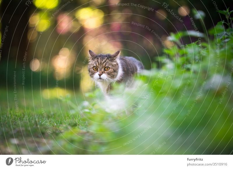 British shorthair cat outdoors walking in the garden Cat pets purebred cat British Shorthair tabby White Outdoors Nature Botany plants green Lawn Meadow Grass