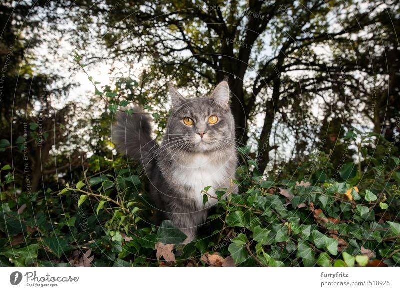 Maine Coon cat in nature Cat pets purebred cat Longhaired cat White blue blotched feline Fluffy Pelt Outdoors Nature Botany plants green look into the camera