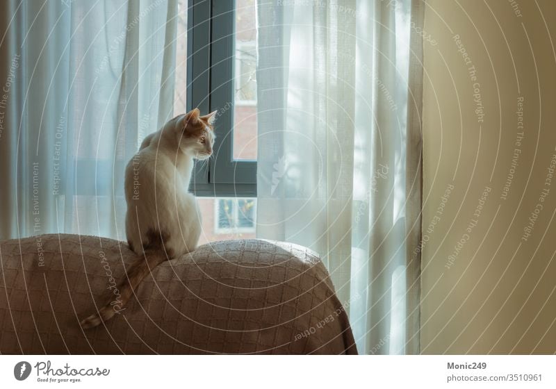 White cat with spots in front of the window Cat lovely adorable pussycat pet domestic cuddly sofa home loving grim white warm animal breed relax house furry