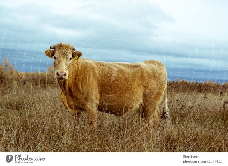 Lonely cow a field on delta of river Evros Greece angus cattle agriculture grass grazing blue pasture rural meadow lone sky nature lonely canterbury summer cows