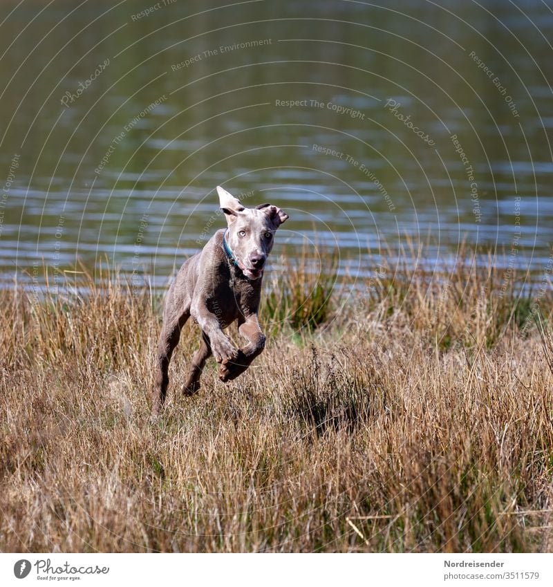 Weimaraner puppy playing and raving on a meadow by the lake Puppy Dog Pet Animal young dog Water pretty Hound portrait Purebred Hunting Forest Grass youthful