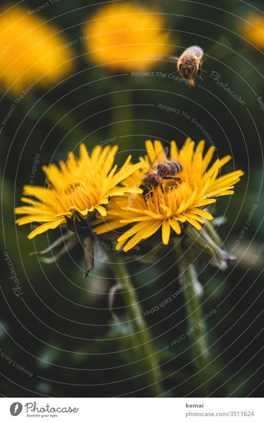 Bees on dandelion blossom flowers spring Yellow lowen tooth Sit Close-up Macro (Extreme close-up) whole body Insect Animal Wild animal Sprinkle green Flying