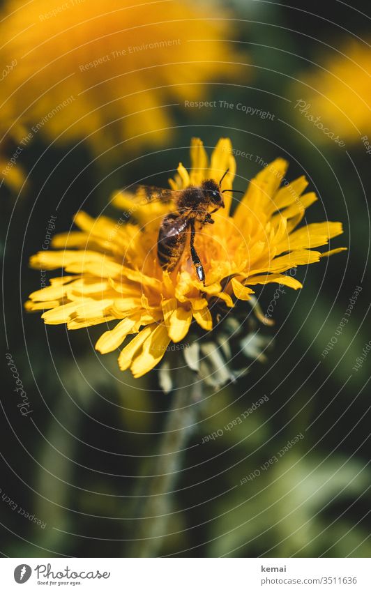 Bee on dandelion blossom flowers spring Yellow lowen tooth Sit look Close-up Macro (Extreme close-up) whole body Insect Animal Wild animal Sprinkle green