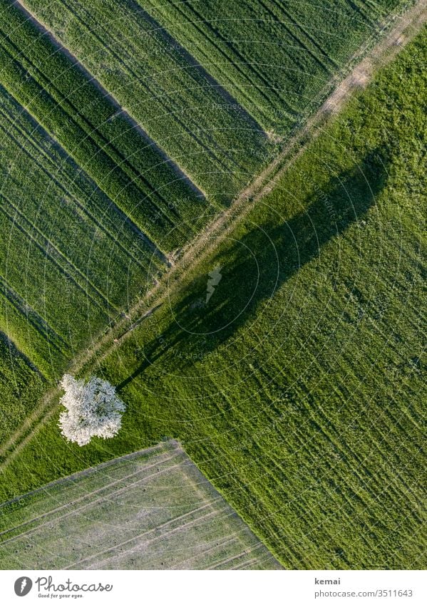 Pear tree from above with shade Meadow acre Agriculture Field blossom spring Fruit trees fruit tree blossom bleed Apple tree Shadow shadow cast in the morning