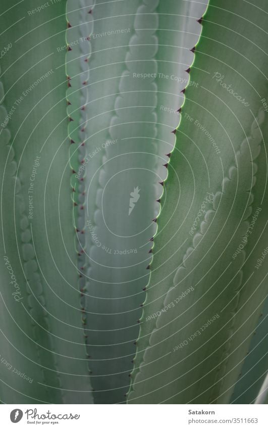 Succulent plant close-up, fresh leaves detail of Agave americana succulent agave thorn sharp leaf green white beautiful nature natural grow spines showy pattern