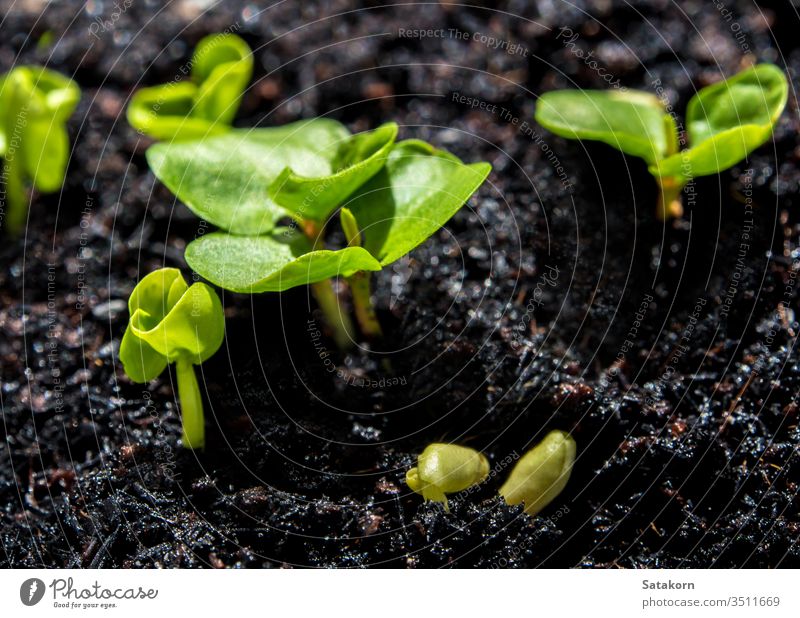 Bud leaves of young vegetable seeding in the farm plant seedling growing soil agriculture green nature light background leaf small new fresh spring ecology life