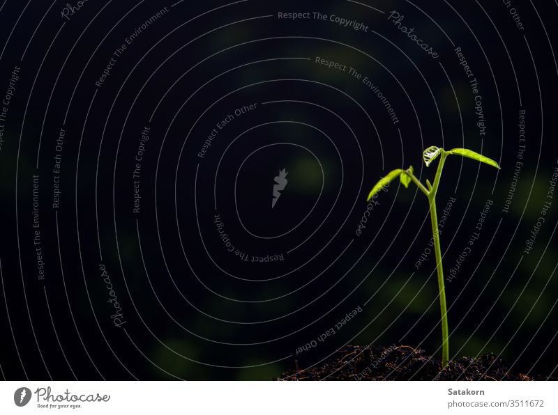 Bud leaves of young plant seeding in forest seedling growing soil green nature light background tree leaf small new fresh spring ecology life sprout