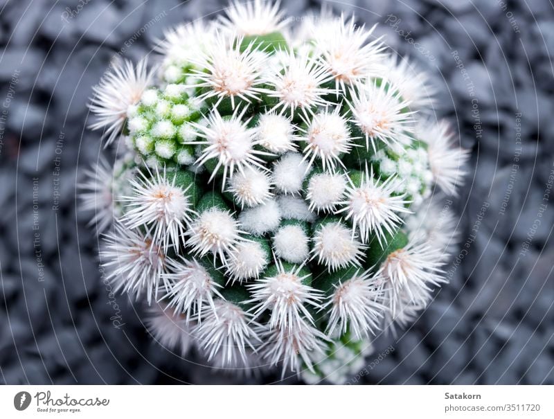 Cactus species Mammillaria vetula gracilis , Arizona Snowcap cactus succulent mammillaria nature green white plant pot arizona snowcap beautiful decoration