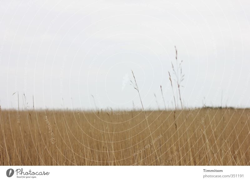 Little and much. Vacation & Travel Environment Nature Landscape Plant Sky Storm clouds Weather North Sea Denmark Simple Natural Brown Gray Calm Grass