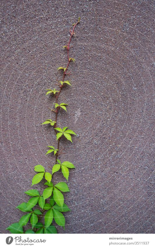 one viy vine growing up the side of a cement wall abstract autumn background beautiful branch color environment fall foliage garden green growth leaf natural