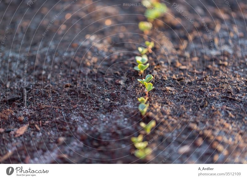 Detailed view of young plants acre Arable land work Ground Earth Eating Joy spring Garden Gardening Seedlings macro Close-up food Nature Rain Rainwater Growth