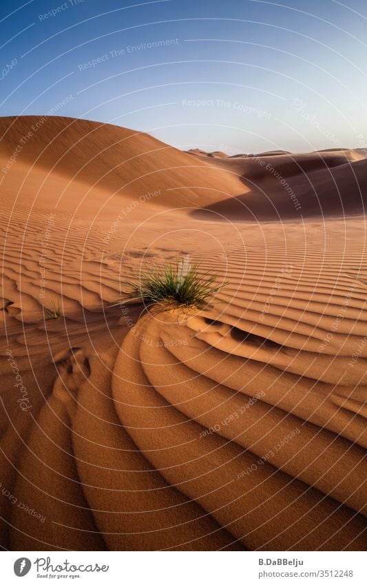 A plant struggles through the desert sand. Oman travel Desert Panorama (View) Day Deserted Exterior shot Colour photo Blue sky Loneliness Yellow Brown Drought