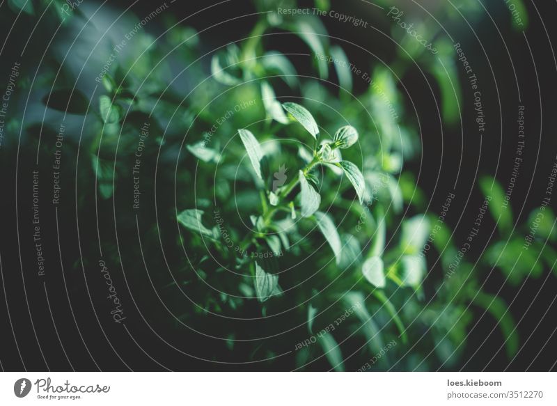 Close up of oregano blurred and focused oregano leaves green herb natural organic garden plant fresh leaf background nature food freshness healthy herbal