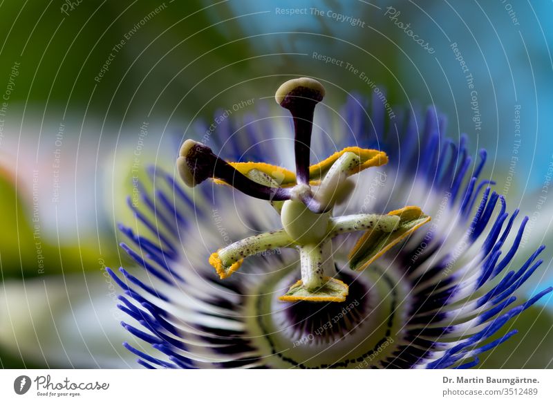 Flower details of Passiflora edulis close-up stamina stamen stigma plant macro blur blurred