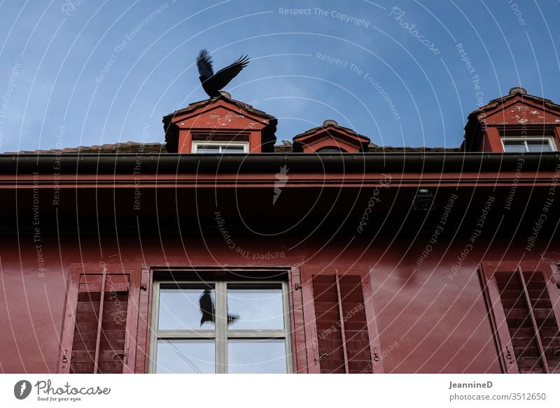 Bird on roof Wall (building) Cool (slang) Exterior shot Facade Window built Colour photo Architecture Bleak Minimalistic clear Deserted