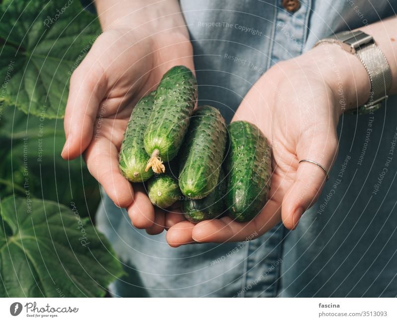 Cucucmbers in female hands, outdoors cucumbers hold natural garden vegetable organic fresh unrecognizable young hipster woman denim shirt daylight agriculture