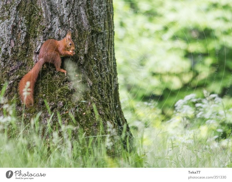 raised hide Environment Nature Landscape Plant Animal Tree Grass Wild animal Pelt Claw Paw 1 Adventure Stagnating Contentment Squirrel Colour photo