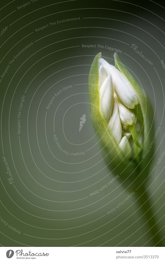 Wild garlic bud opens Nature Club moss flower bud Spring Shallow depth of field Blossom Plant Medicinal plant allium ursinum Macro (Extreme close-up) wax Garden