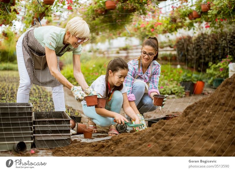 Senior woman, young woman and little girl plant flowers in pots at greengarden activity botany caucasian cultivate cultivating cute environment gardener