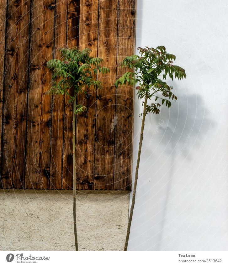 Twin trees with shade two huts Contrast Shadow light and dark Exterior shot twins