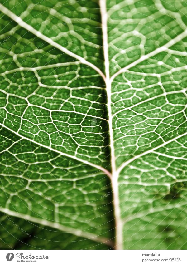 leaf Green Vessel Interlaced Connectedness Branchage Structures and shapes bottom Connection Macro (Extreme close-up) Network