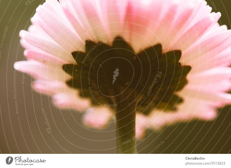 Pink daisies from below Bellis perennis Daisy bleed Point of view Nature Plant flowers spring Close-up Macro (Extreme close-up) Colour photo Exterior shot