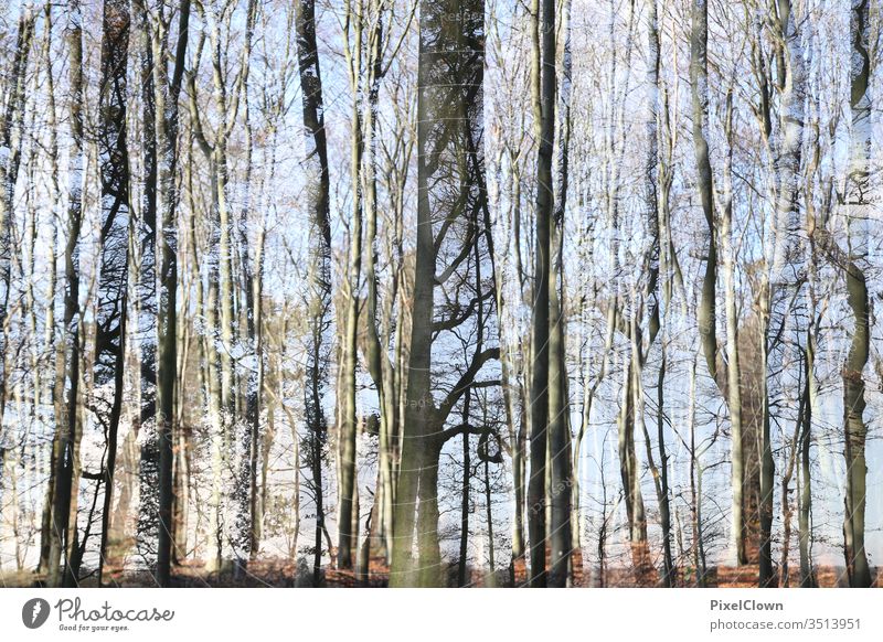 Forest clearing with many trees Sun Sky Clearing Nature Shadow tree trunks surreal Landscape Abstract