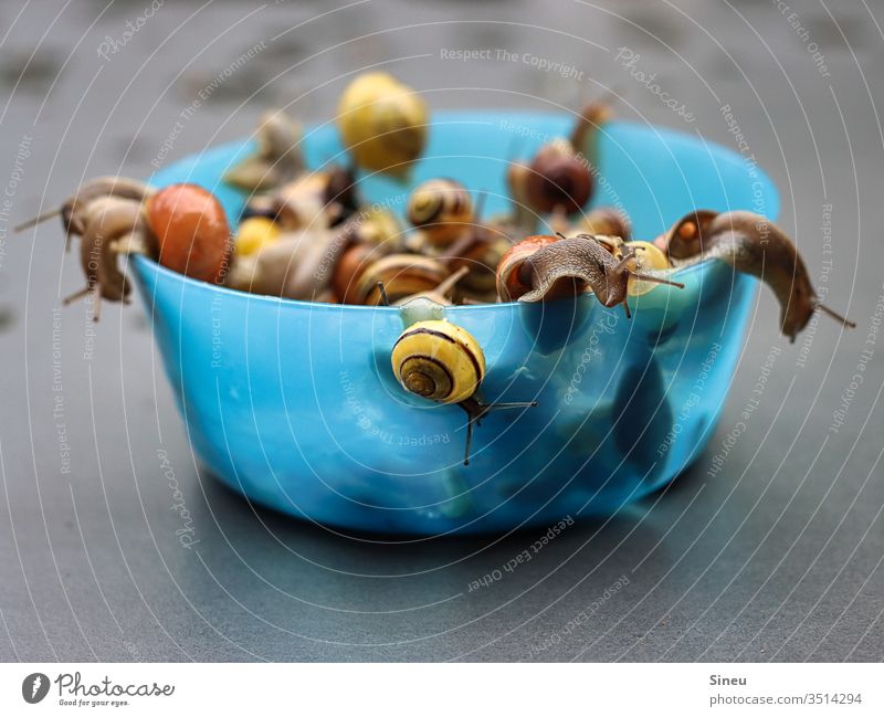 Snail pot on the run snails Snail shell Creep creep Feeler Mucus flee Nature fauna Exterior shot Copy Space Shallow depth of field blue plastic pot Slow motion