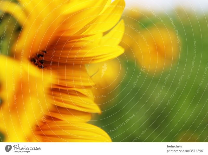 sunshine Blur Contrast Light Day Deserted Detail Close-up Exterior shot Colour photo Hope Beautiful weather Sunflower field Illuminate Summery already Yellow