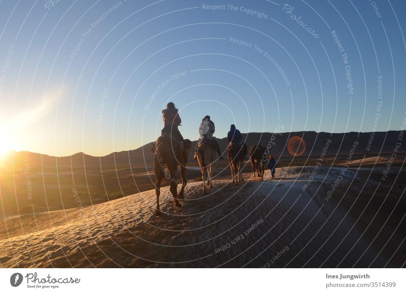 riding through the Sahara desert in Morocco Dromedary Camel Sahara Desert Sand Hot Sunset Sunbeam Exotic Visual spectacle Exterior shot Africa Colour photo