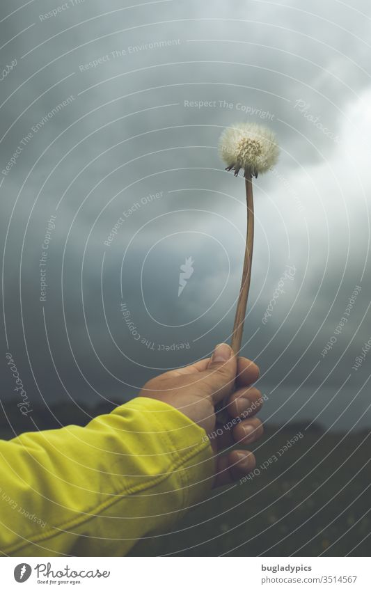 Person holds a dandelion like a magic wand towards the sky with dark clouds, as if he wants to conjure away the bad weather. All you can see is the person's arm. She is wearing a yellow jacket.