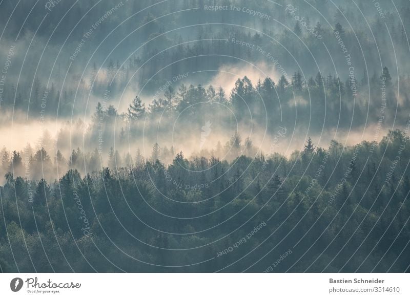 morning fog in the Elbe Sandstone Mountains, Saxon Switzerland Elbsandstone mountains Elbsandstein region Sunrise Hiking Sunlight Morning fog Fog tree Sunset