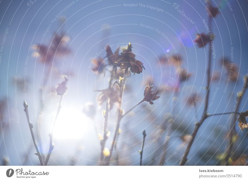 Blurred branches of bush on blue sky with sun backlight during spring time nature tree background sunny bokeh blur plant natural park abstract design yellow