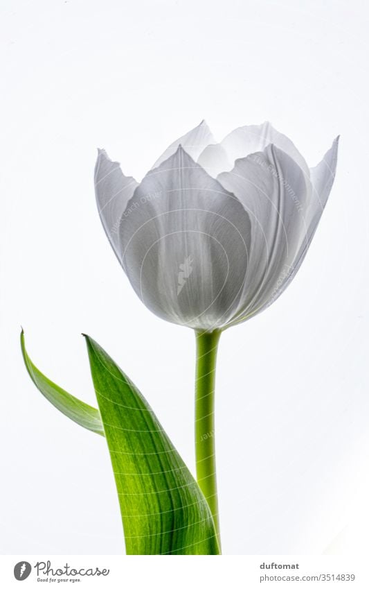 Single tender white tulip Tulip tulipa tulips Tulip blossom flowers Balcony Plant Macro (Extreme close-up) bleed Blossoming Romance Flowering plant cut flower