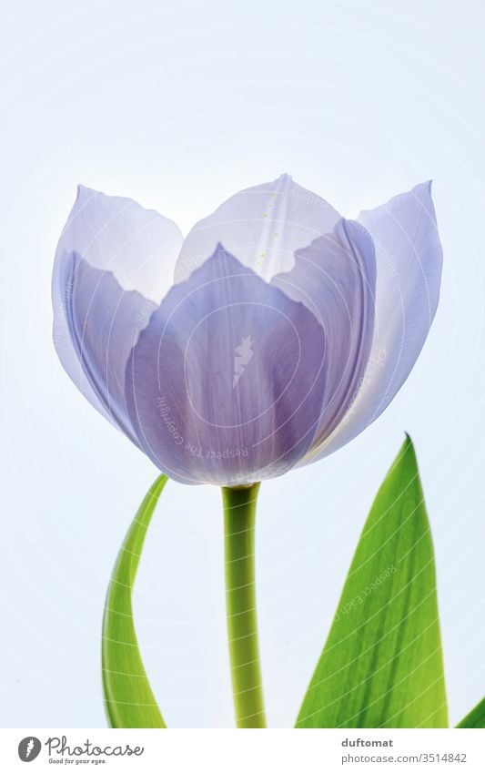 delicate purple tulip, backlit, macro shot Tulip tulipa Tulip blossom flowers Balcony Plant Summer Macro (Extreme close-up) bleed Blossoming Romance Fragrance