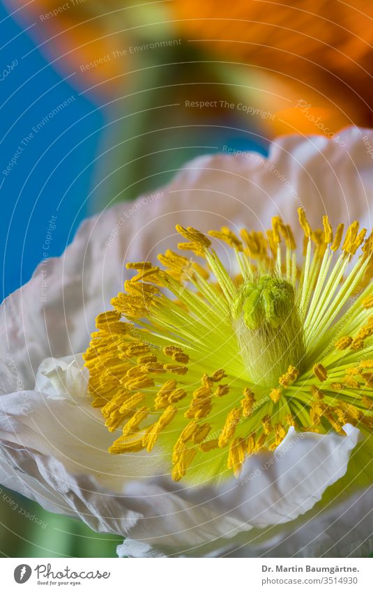 Flower of Iceland poppy Orange cultivar flower Papaver nudicaule pink stamina stamen pollen stigma closeup blurred