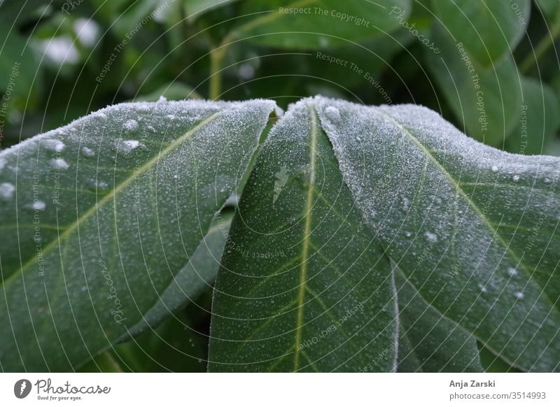 Frost on green leaves chill Nature out Close-up