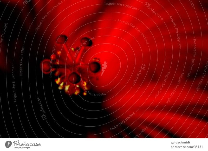 Flower (red) Blossom Red Black Hissing Pattern Contrast Macro (Extreme close-up) Close-up