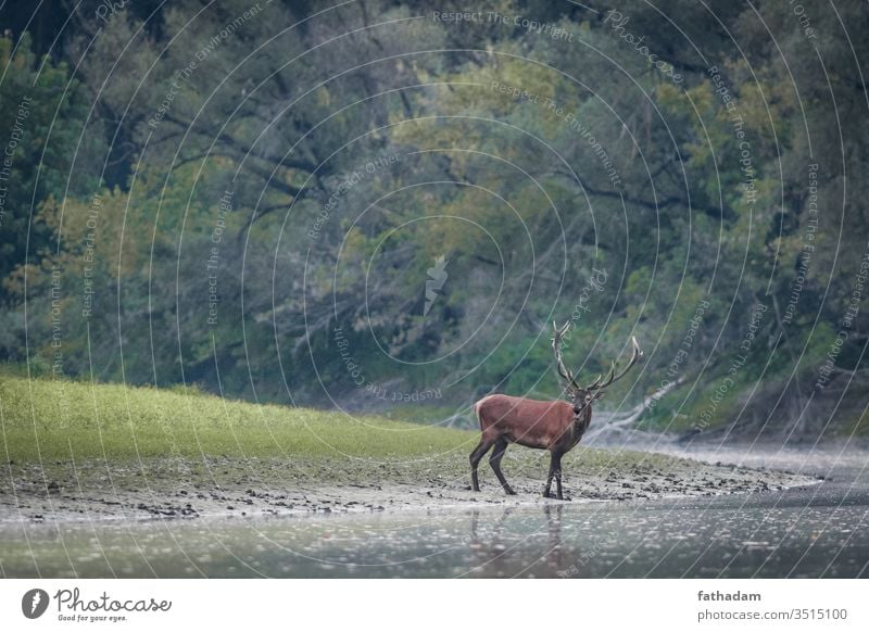 Red deer stands by the river animal antlers autumn beast beautiful dramatic forest horn hunting lake male mammal national park nature prey red deer serenity