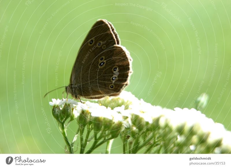 Butterfly (on yarrow) Common Yarrow Green Blossom Spring Brown Macro (Extreme close-up)