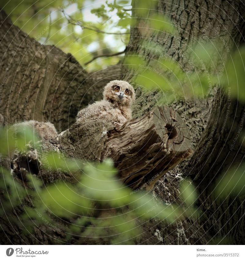 bedroom view out Bird's-eye view Eagle owl birds young animal Nature Oak tree nesting site Curiosity Observe look Seldom fluffy Concentrate Sit Bird of prey