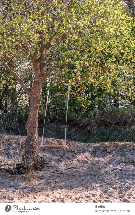 empty swing hanging from a tree on the beach Beach Tree To swing Swing Playing Nature Landscape Beach and sea Beach life Green Plant Wood Life muck about Hope