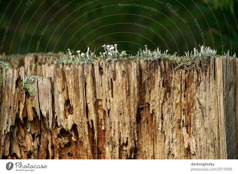 Rotten tree trunk with damaged wood and Cladonia fungi Biology Lichen mushrooms ecology Forest Worm infestation woodworm Nature Environment Close-up