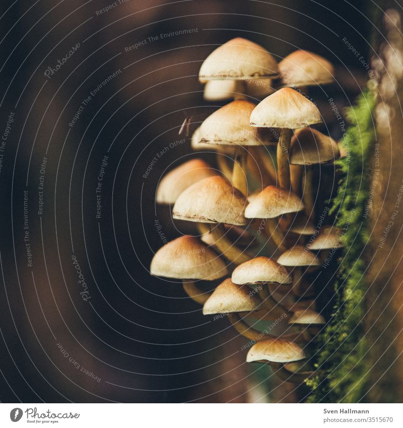 Mushrooms on a tree trunk Central perspective Shallow depth of field Twilight Macro (Extreme close-up) Detail Close-up Exterior shot Multicoloured