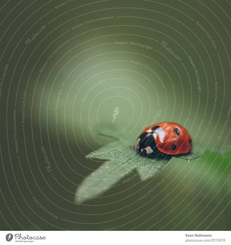 Ladybird sitting on a leaf Macro (Extreme close-up) Blossom leave Summer Beetle Plant Red Animal Insect ladybug flowers Nature Close-up Exterior shot