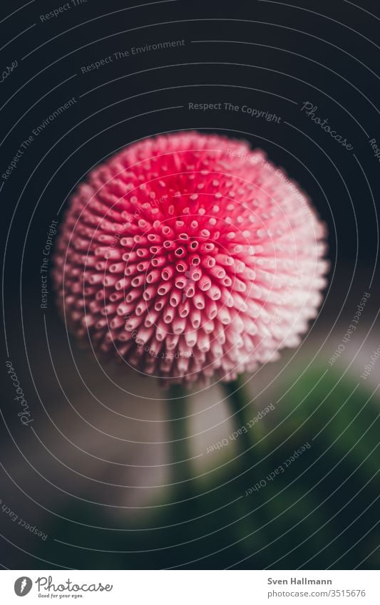 Close up of a Bellie flowers Daisy spring Summer Meadow bleed green Nature Close-up Pink Delicate Garden Love Plant already Red Small Blossom leave